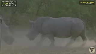 Rhino Bulls Fighting Part 4/7