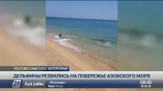 Дельфины устроили настоящее шоу на побережье Азовского моря