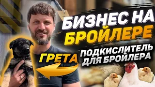 Подкислитель для бройлера, выращивание бройлера летом, бизнес на бройлере кобб 500