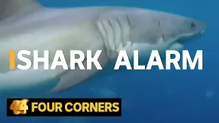 Why are shark attacks on the rise and how can we stop them? (2016) | Four Corners