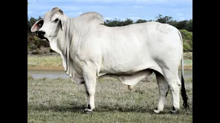 Karmoo Brahmans 2023 Bull Sale - Lot 7