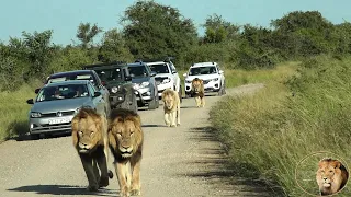 The Most Amazing Lion Coalition In Kruger Park - The 'Shish' Brothers