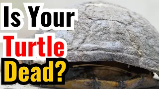 How To Know If Your Turtle Is Dead?