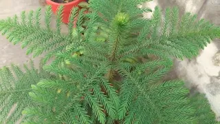 christmas tree care in hindi || क्रिसमस ट्री की देखभाल कैसे करें || Rock Gardening