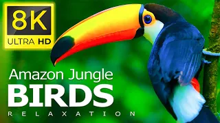 8K Birds World - Amazon Rainforest Birds and Relaxing Piano Music in the Deep Jungle in 8K ULTRA HD