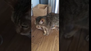 Grumpy Old Cat! 97 years old in human years!