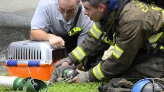 Two cats rescued in east Charlotte house fire
