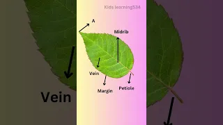 parts of a leaf|| Environmental Studies Grade 4#shorts #