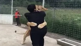 Really Heart-warming - Lion Sees His Adoptive Dad After Long Time | Lion Hugs his Owner