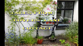 COME AND SEE MY  COTTAGE GARDEN IN CORNWALL  AND CHAT ABOUT ALL THINGS PLANTS AND COTTAGE GARDENS