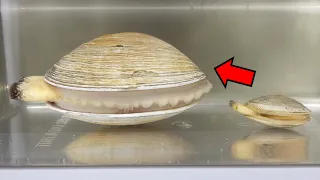 Where do seashells come from? ｜Purple Butter Clam Dissection