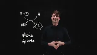 Metabolizm i cykle metaboliczne • Off Course Warsztaty maturalne z biologii • Warsztat 1