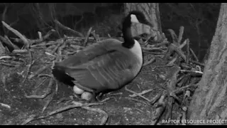 RRP Decorah Nest ~ Mother Goose lays the second egg ~ March25, 2022