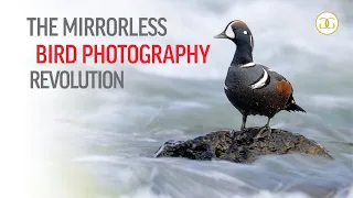 BIRD PHOTOGRAPHY REVOLUTION: Exploring Mirrorless Cameras and lenses