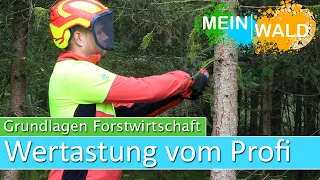 Grundlagen der Wertastung   Der Profi macht es vor