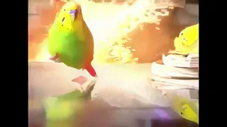Bird runs for life (epic explosions) (upscaled)