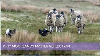 Why Moorlands Matter reflection