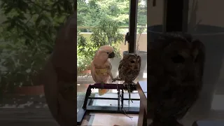 PARROT and OWL