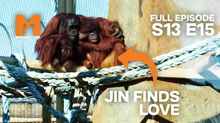 Jin Finds Love After Leaving Monkey World | Season 13 Episode 15 | Full Episode | Monkey Life