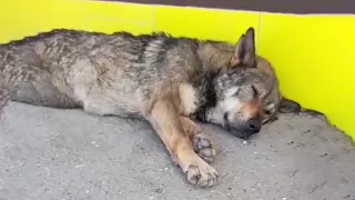 He's Lying Helpless On The Street, They Dragged Him And Left Him Alone In Pain For Two Days