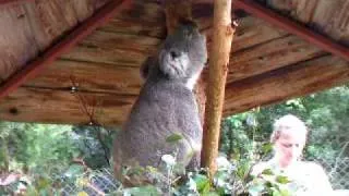 Koala,s talking.