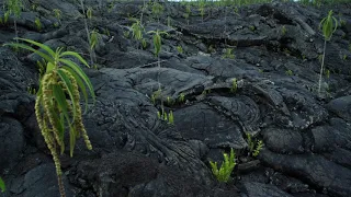 Nature growing on volcano islands