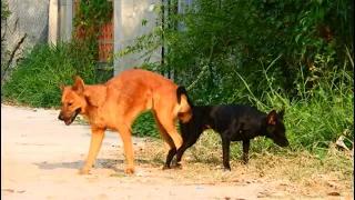 Rural Dogs ! Boom Boom & Best Top 10 Dogs Video 2023