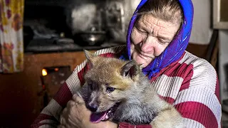 Волчонок отплатил добром за добро бабуле, которая спасла его раненого в лесу.