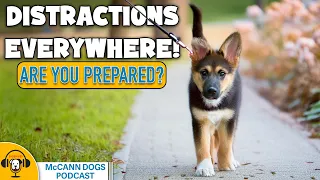 Should Your Dog Training Plan Change With The Seasons?