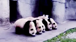 Aww 🔥 Funny And Cute Panda Compilation  🔥 Panda Love - 2020 Clip 1
