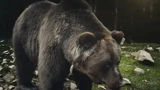 Мир диких животных. Большие кошки . Жизнь в дикой природе