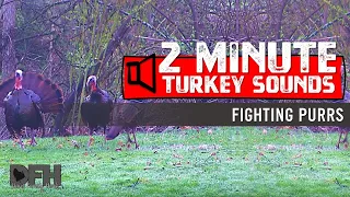 Wild Turkey Sounds:  Fighting Purrs - How to Call Turkeys by Staging a Fight