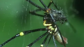 Tiny Spider Steals From Giant Spider | Trials Of Life | BBC Earth