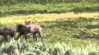 Wolves vs wolf in Yellowstone National Park