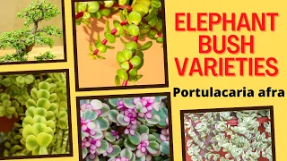 13 Elephant Bush Varieties - Portulacaria afra Varieties | MOODY BLOOMS