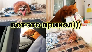 Крутые Приколы из Жизни Лиса Мики - Жизнь с Лисой / MIKI THE FOX