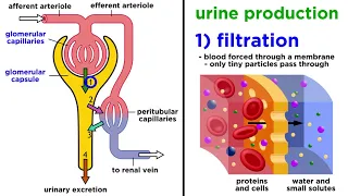 The Urinary System