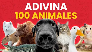 Adivina el Animal en 3 SEGUNDOS 🐻🕘✅ | Reto de 100 Animales 🤓