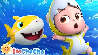 Baby Shark 2 | Baby Shark Doo Doo Doo Dance + More LiaChaCha Nursery Rhymes & Baby Songs