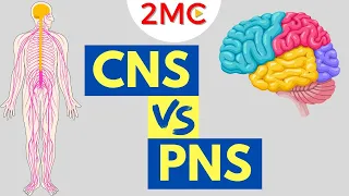 Central Nervous System vs Peripheral Nervous System | CNS & PNS Structure and Function