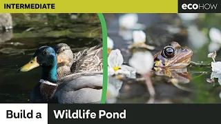 How to build a wildlife pond