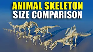 Unbelievable Animal Skeleton 3D Size Comparison