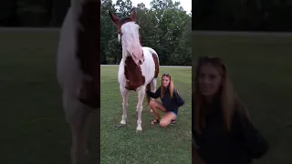 Horses love belly rubs too!