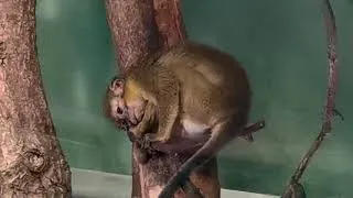 Zoo Prag 2020, Zoo Prague, Zoo Praha, Ausflug, Travel, Adventure, Recording with Huawei P30 pro