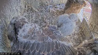 Slechtvalken Nestkast Onze Lieve Vrouwe Toren Amersfoort 27.05.2024 07:07