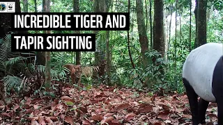 Tiger cubs stalk tapir through Indonesian forest | WWF-Indonesia