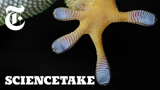 Harnessing the Power of Gecko Feet | ScienceTake