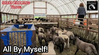 Working Alone As First Lambs Go To Market #sheepfarming #farmlife #lambs