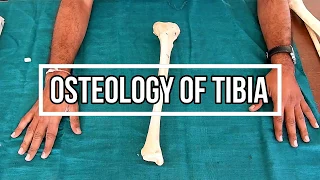 Osteology of Tibia