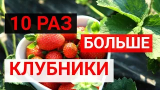 10 РАЗ БОЛЬШЕ КЛУБНИКИ.ЕСЛИ СДЕЛАТЬ ЭТО ВЕСНОЙ.